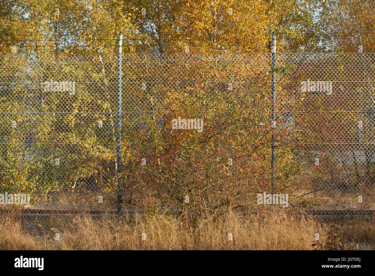 Stacheldrahtzaun mit Herbstlaub Stockfoto