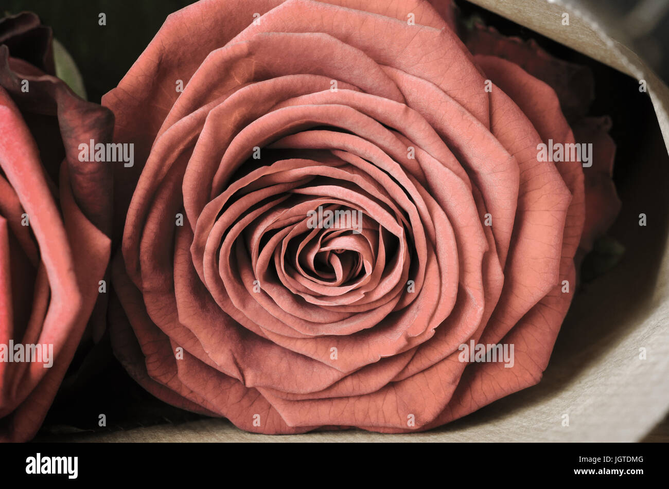 Nahaufnahme (Makro) von einem voll blühten rote rose verpackt in braunem Papier als Teil einer Bouquet.  Die Rose ist auf Augenhöhe, gerichtete Kamera. Vintage eff Stockfoto