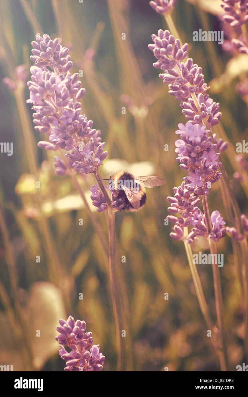 Vertikale Foto Bienenarten sammeln Pollen aus Lavendel im dunstigen Sonnenlicht.  Retro-Stil mit rosa und goldenen gelben Farbtönen. Stockfoto