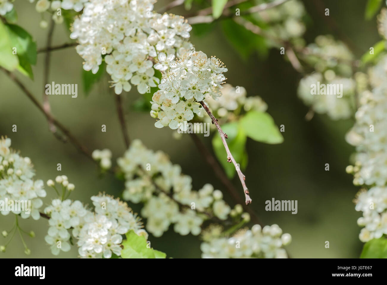 Spring Blossom: Zweig von einem blühenden Apfelbaum im Garten Hintergrund Stockfoto