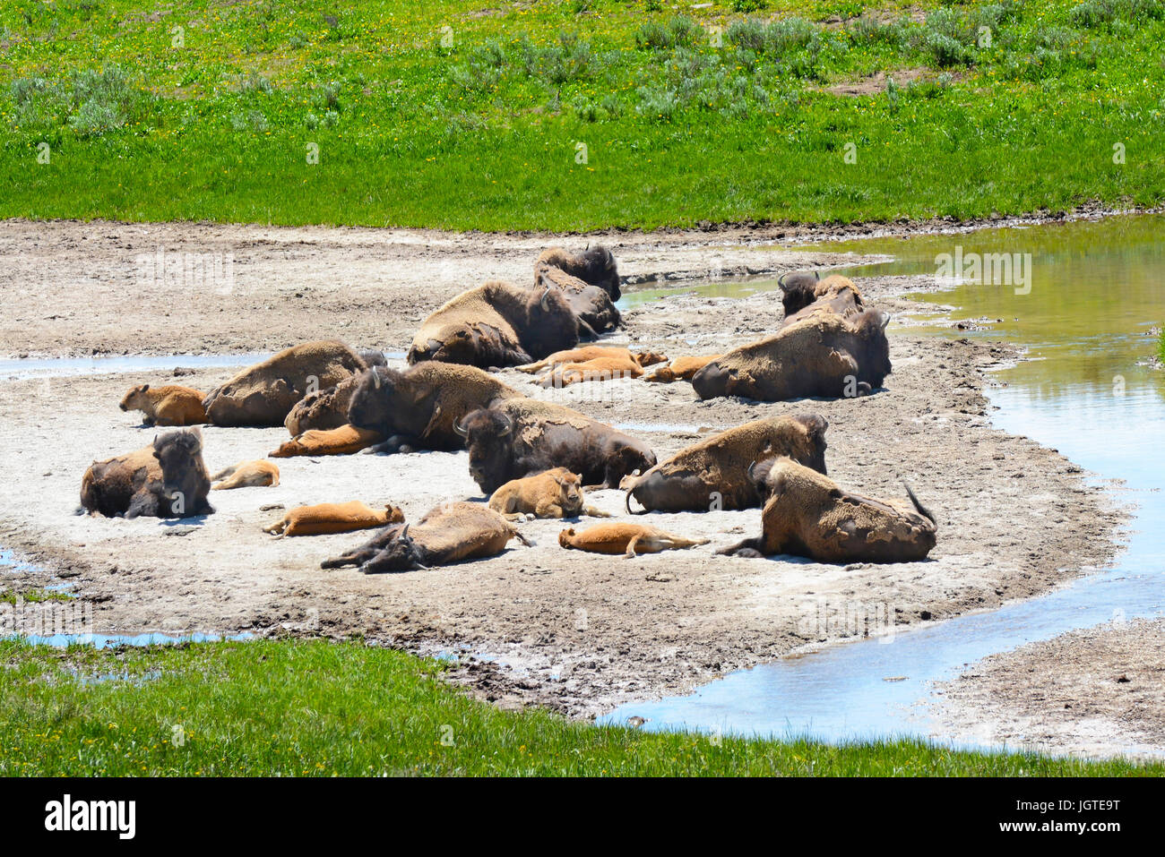 Bison in das Lamar Valley des Yellowstone-Nationalparks. Eine kleine Herde von Müttern mit Kälbern in der Nähe von einem kleinen Bach. Stockfoto
