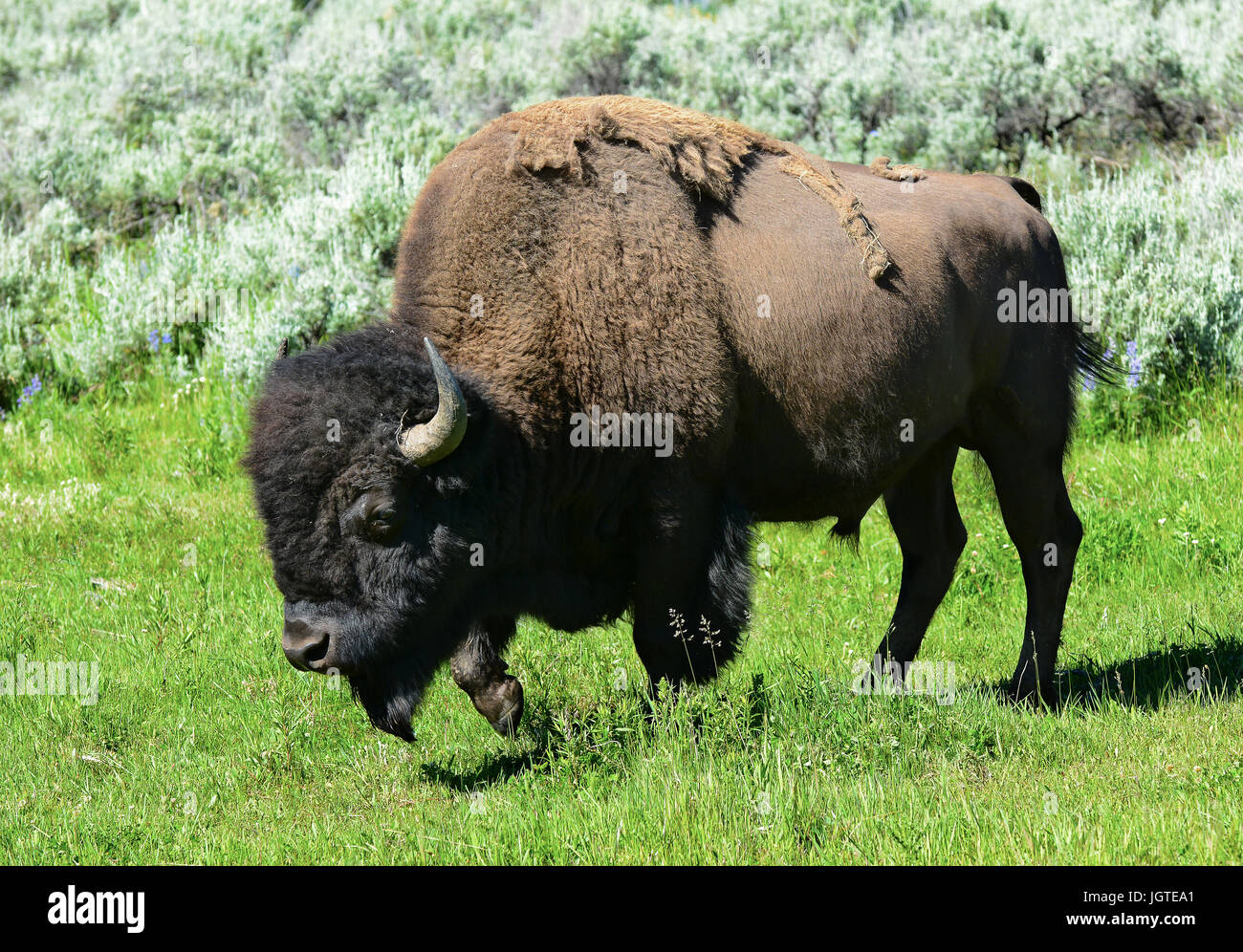 Bison in das Lamar Valley des Yellowstone-Nationalparks. Eine geschätzte 5.500 in Yellowstone, der einzige Ort in den unteren 48 müssen ständig frei-ra Stockfoto