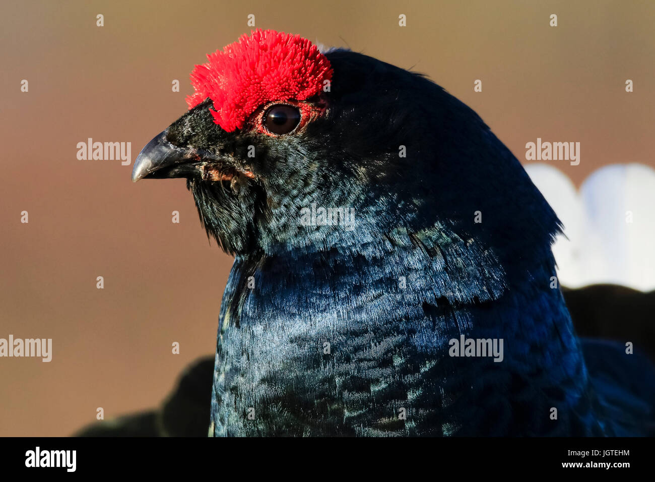 Männliche Birkhahn Stockfoto