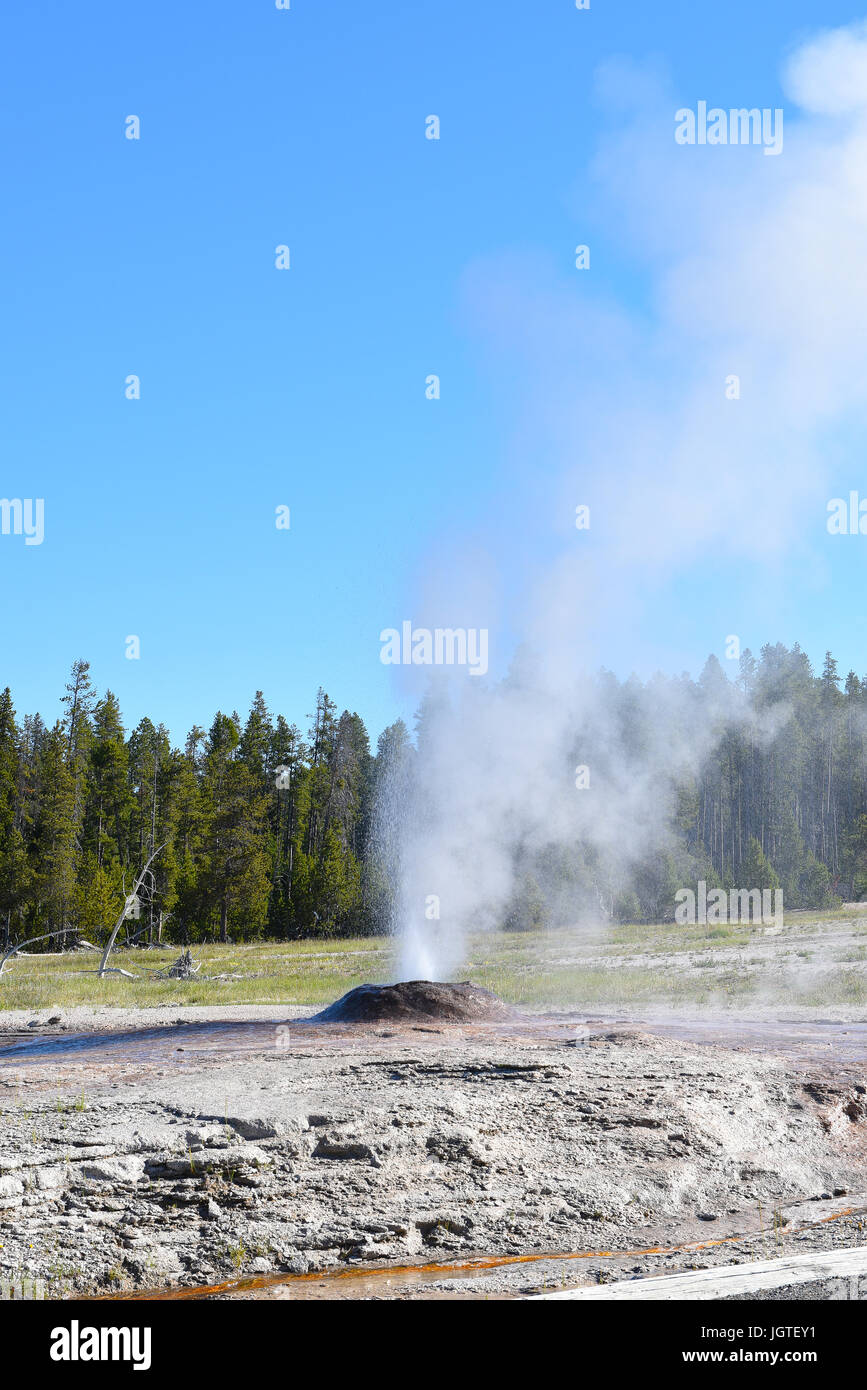 Rosa Kegel Geysir ist ein Kegel-Typ Geysir im unteren Geysir Becken der Yellowstone Nationalpark. Der Geysir Sinter Kegel ist ein Shell-rosa, verursacht durch die Stockfoto