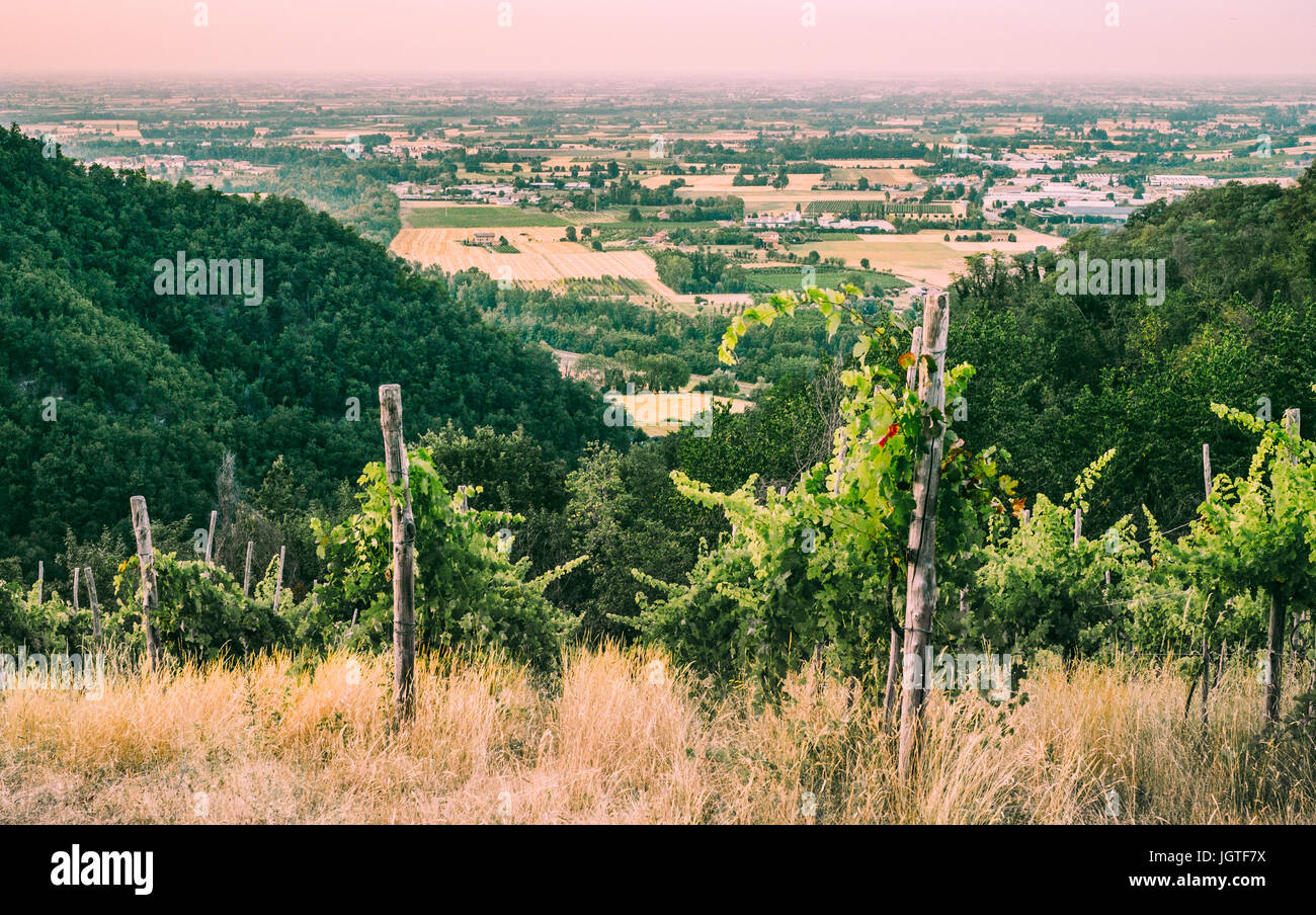 Weinberge auf den Hügeln im Südwesten von Bologna, Italien. Stockfoto