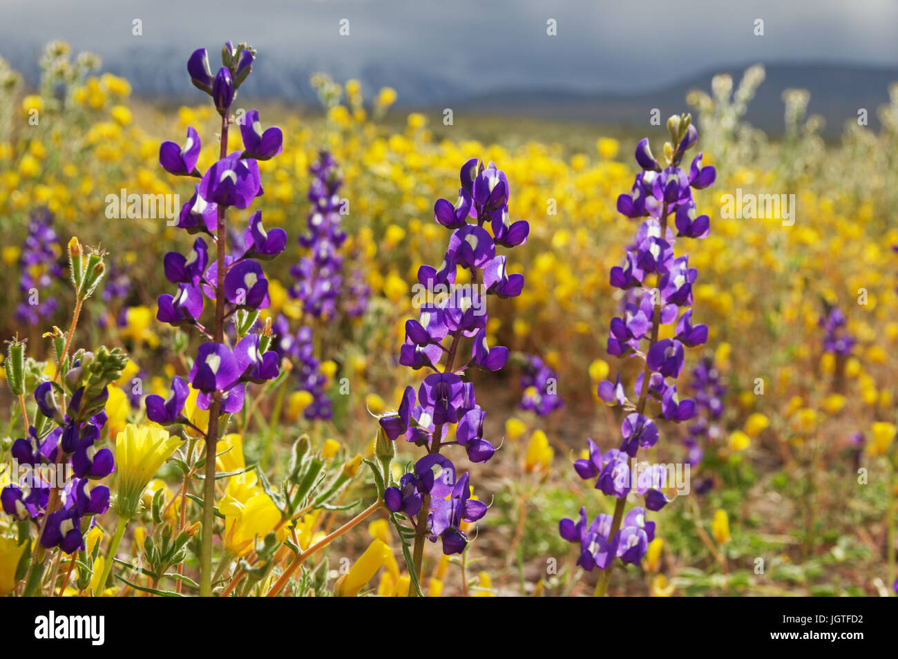 Lupine Wildblumen mit anderen gelben Blüten im Hintergrund während der California spring superbloom Stockfoto