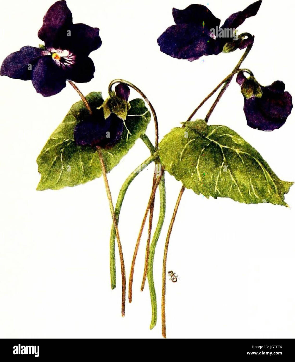"The Violet Book" (1913) Stockfoto