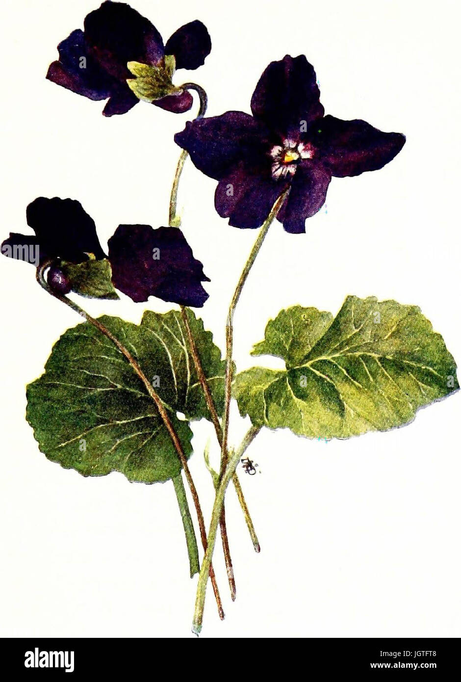 "The Violet Book" (1913) Stockfoto