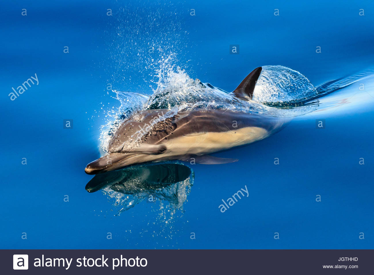 Langem Schnabel gemeine Delfine, Delphinus Capensis, Oberfläche in der Sea of Cortez. Stockfoto