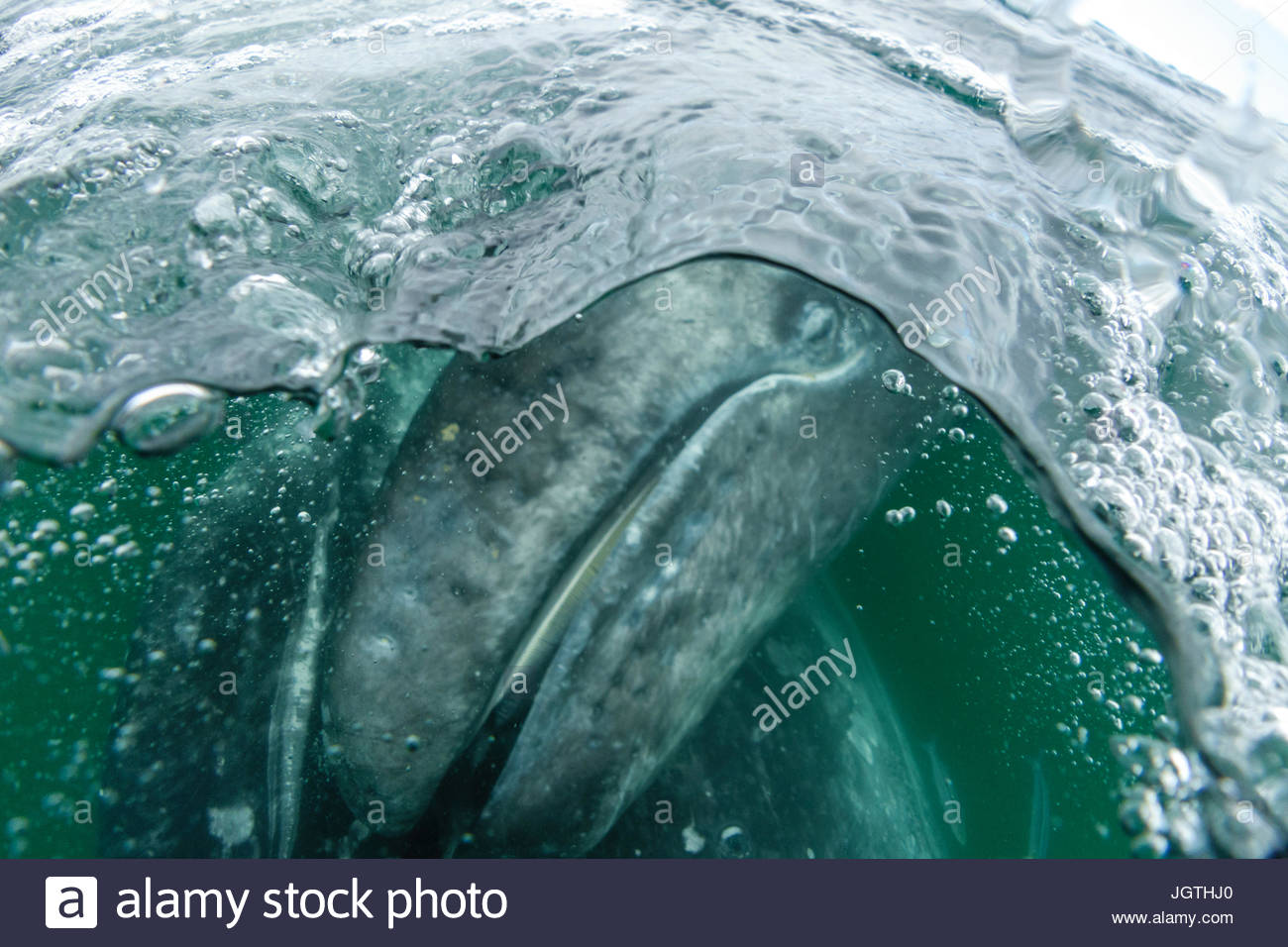 California Grauwal Kalb, Eschrichtius Robustus in San Ignacio Lagune. Stockfoto