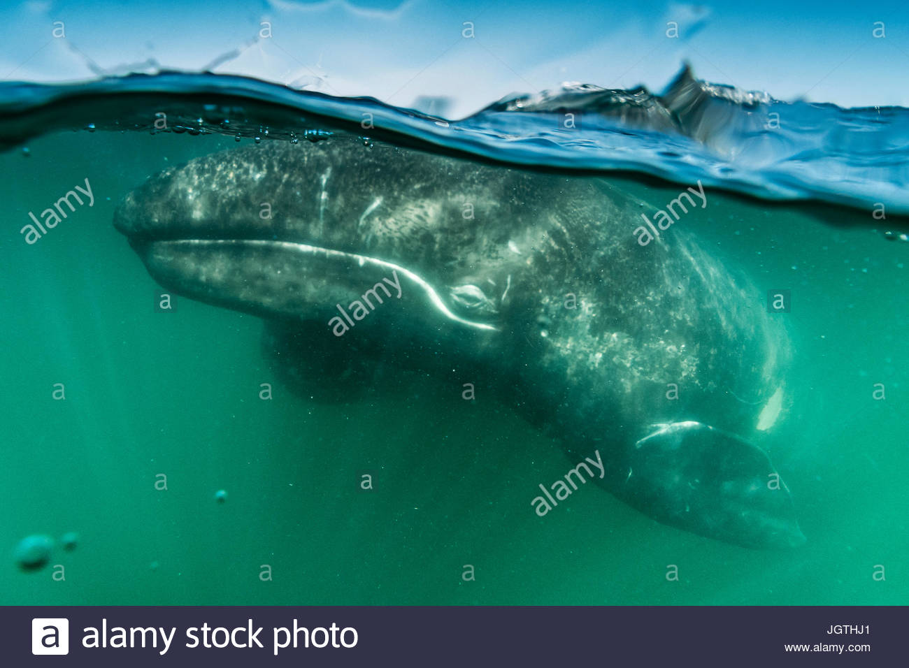 California Grauwal Kalb, Eschrichtius Robustus in San Ignacio Lagune. Stockfoto