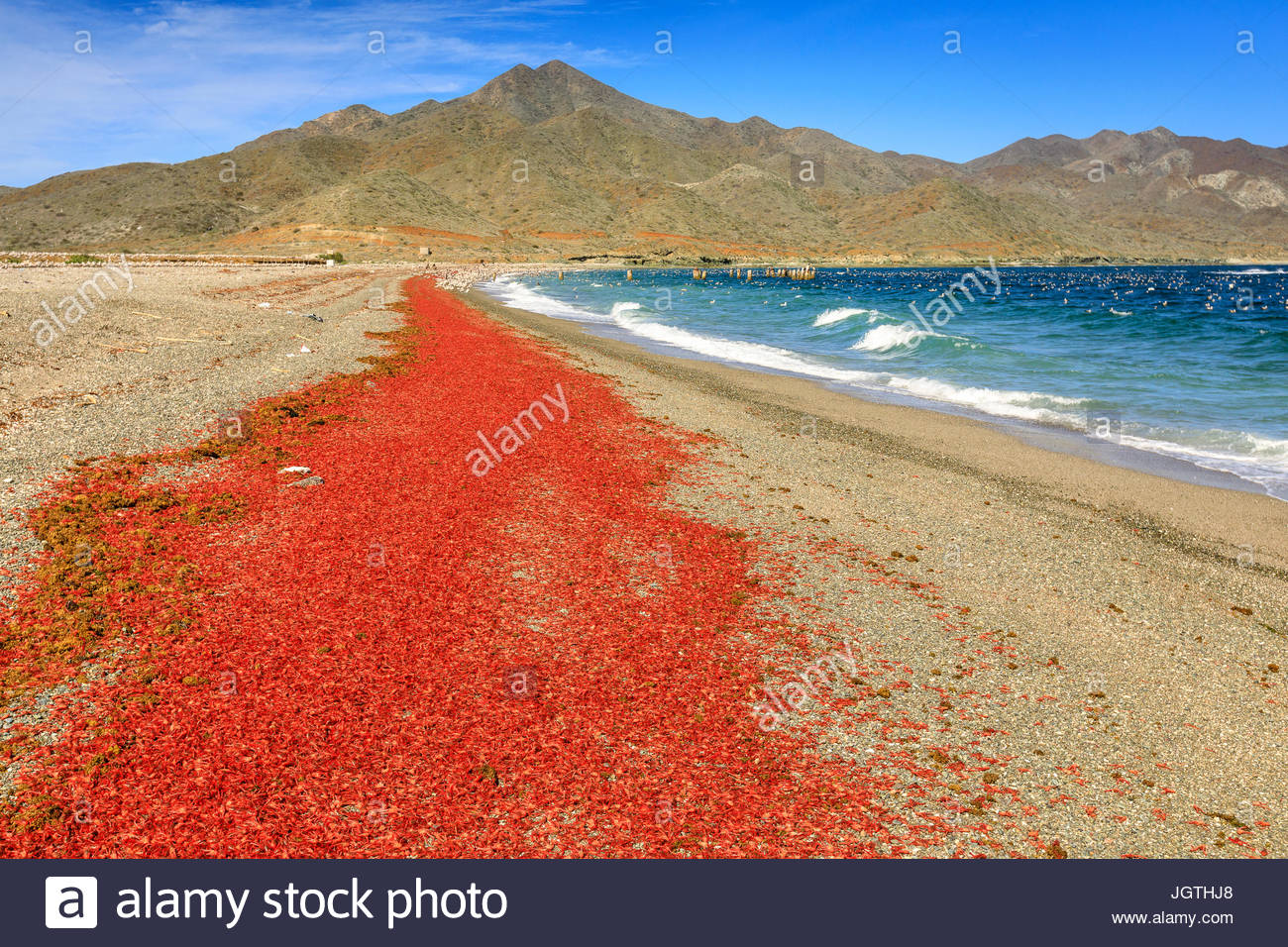 Roten pelagische Krabben waschen an Land auf Magdalena Island. Stockfoto