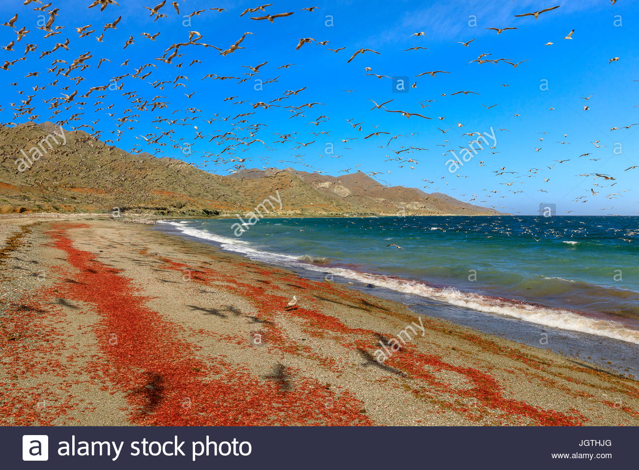 California Möwen auf roten pelagischen Krebsen auf Magdalena Insel fest. Stockfoto