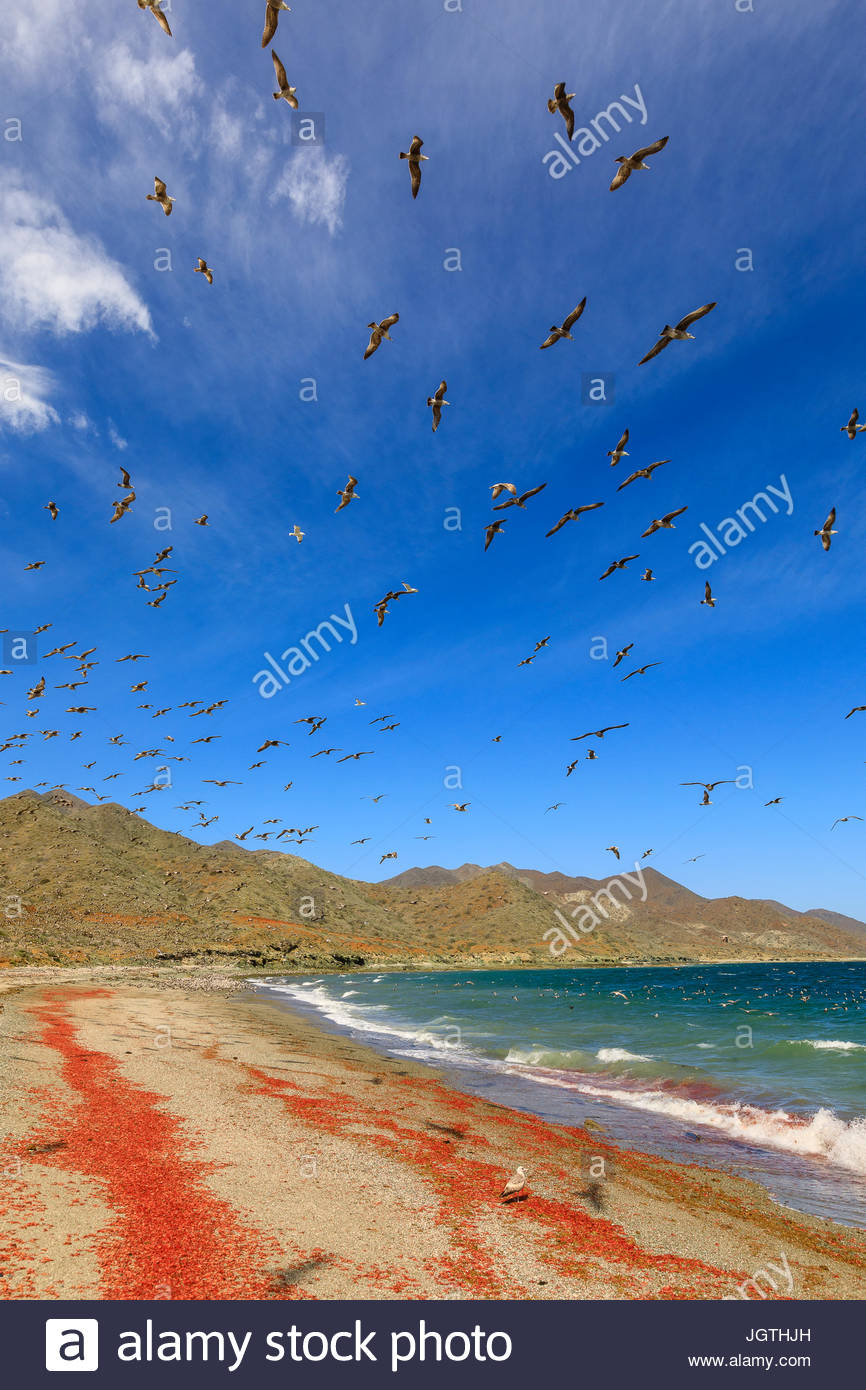 California Möwen auf roten pelagischen Krebsen auf Magdalena Insel fest. Stockfoto