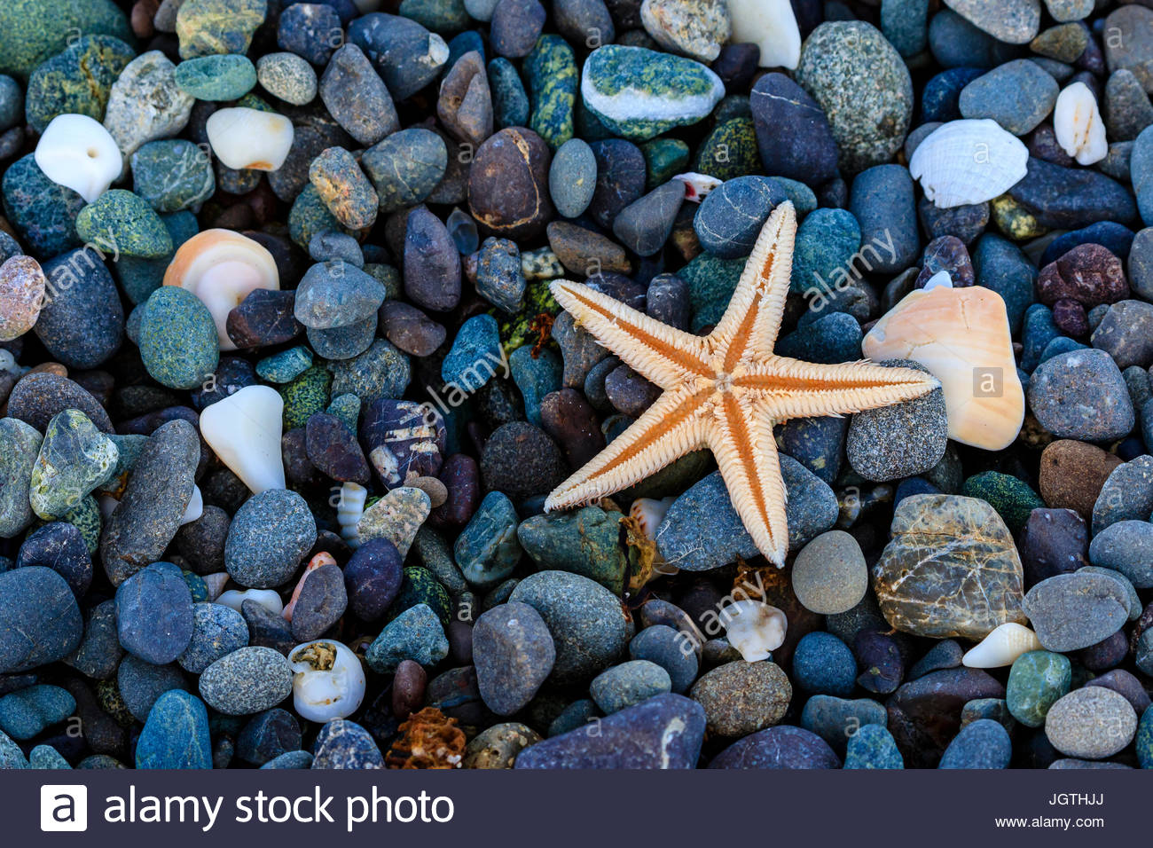 Seestern auf bunte Strand Felsen. Stockfoto
