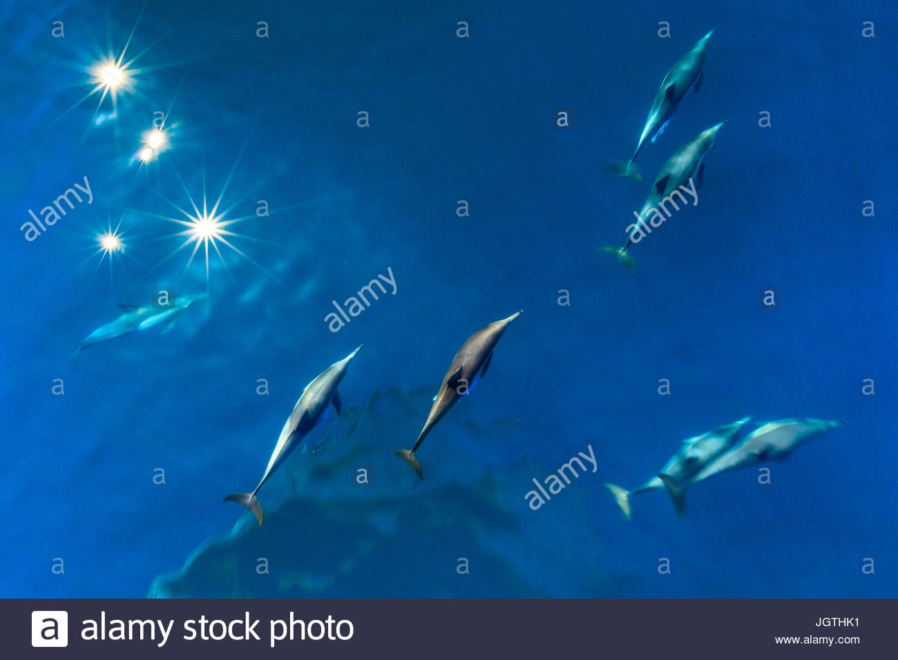 Langem Schnabel gemeine Delfine, Delphinus Capensis, Schwimmen im Meer von Cortez. Stockfoto