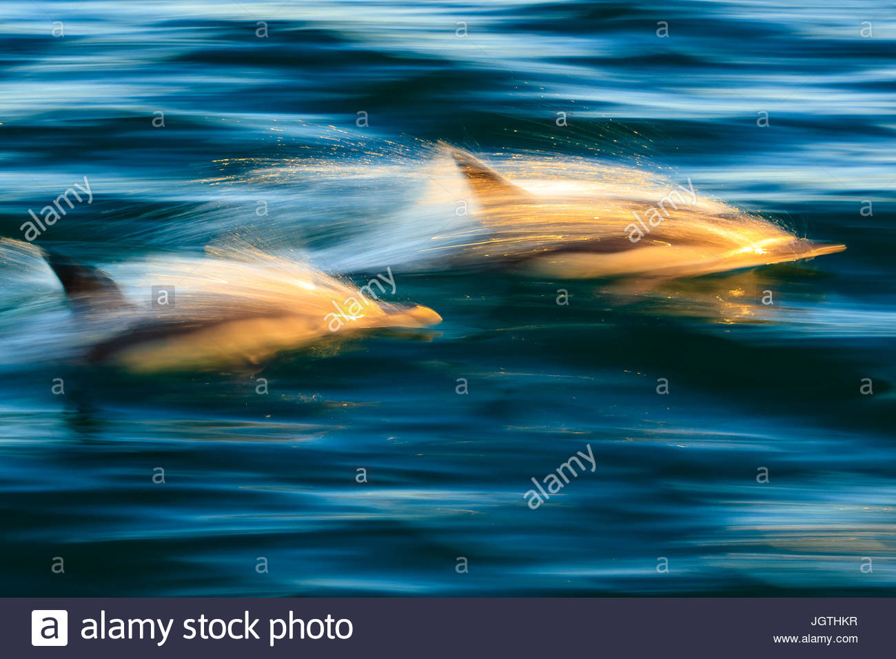 Langem Schnabel gemeine Delfine, Delphinus Capensis, Schwimmen in einem großen Pod bei Sonnenaufgang. Stockfoto