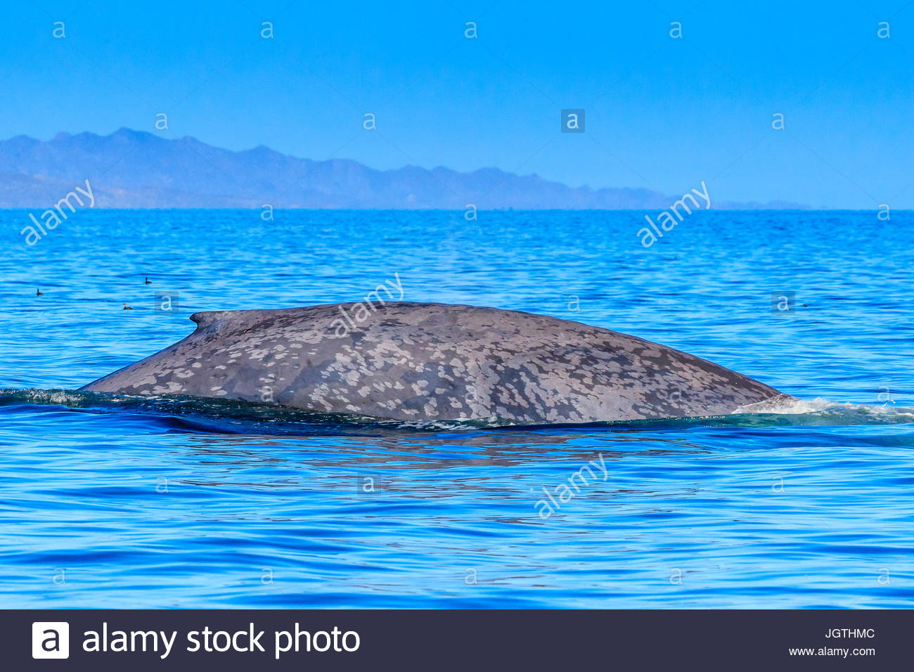 Die weltweit größte Tier, ein blauwal Oberflächen in Loreto Bay National Marine Park. Stockfoto