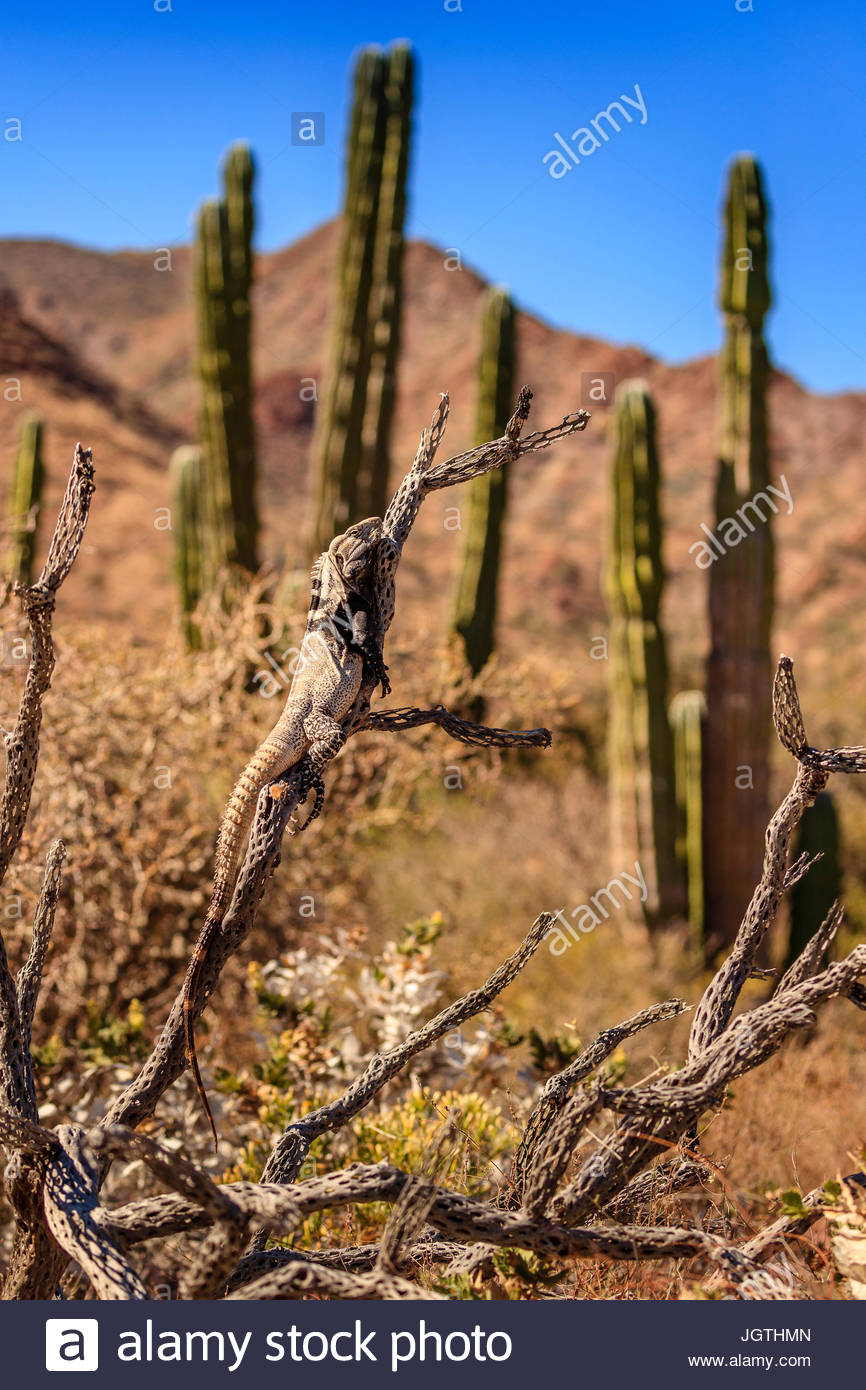 San Esteban stacheligen-tailed Leguan Ctenosaura Conspicuosa, klettert einen Cholla Kaktus. Stockfoto