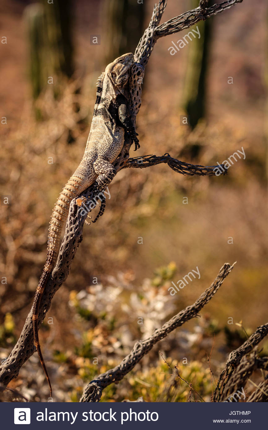 San Esteban stacheligen-tailed Leguan, Ctenosaura Conspicuosa, eine endemische Art klettert einen Cholla Kaktus. Stockfoto