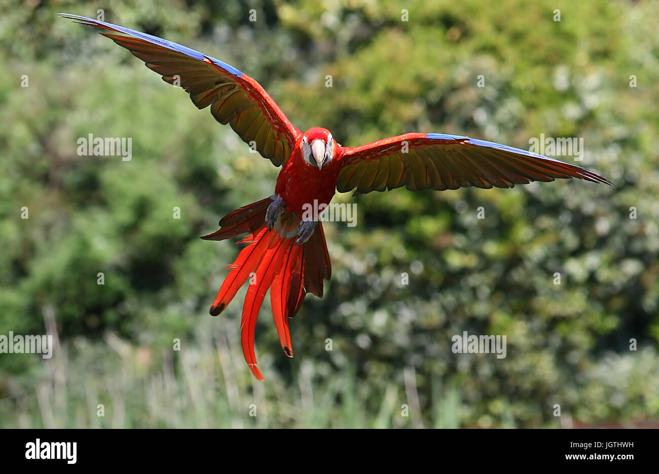 South American hellroten Aras (Ara Macao) im Flug, nähert sich für die Landung. Stockfoto