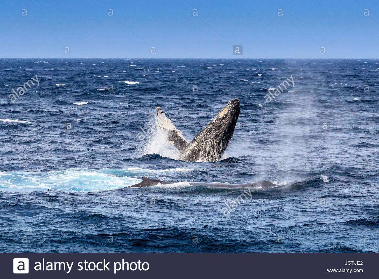 Verhalten eines Buckelwal, Impressionen Novaeangliae verletzt. Stockfoto