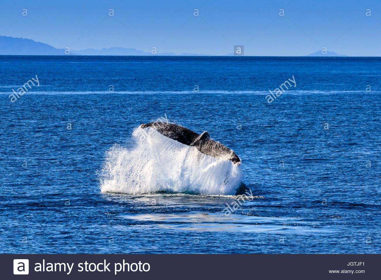 Lobtail Verhalten eines Buckelwal, Impressionen Novaeangliae. Stockfoto