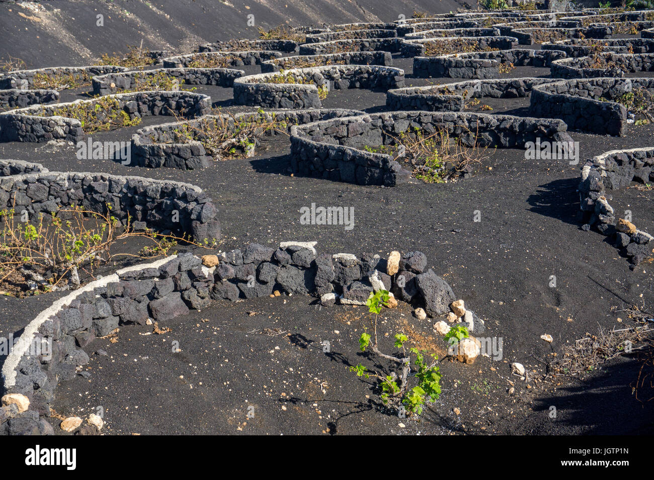 Vulkanische Weinbau, Lavastein, Wandmalereien und Mulden Schutz der Reben, Weingut in La Geria, Lanzarote, Kanarische Inseln, Spanien, Europa Stockfoto