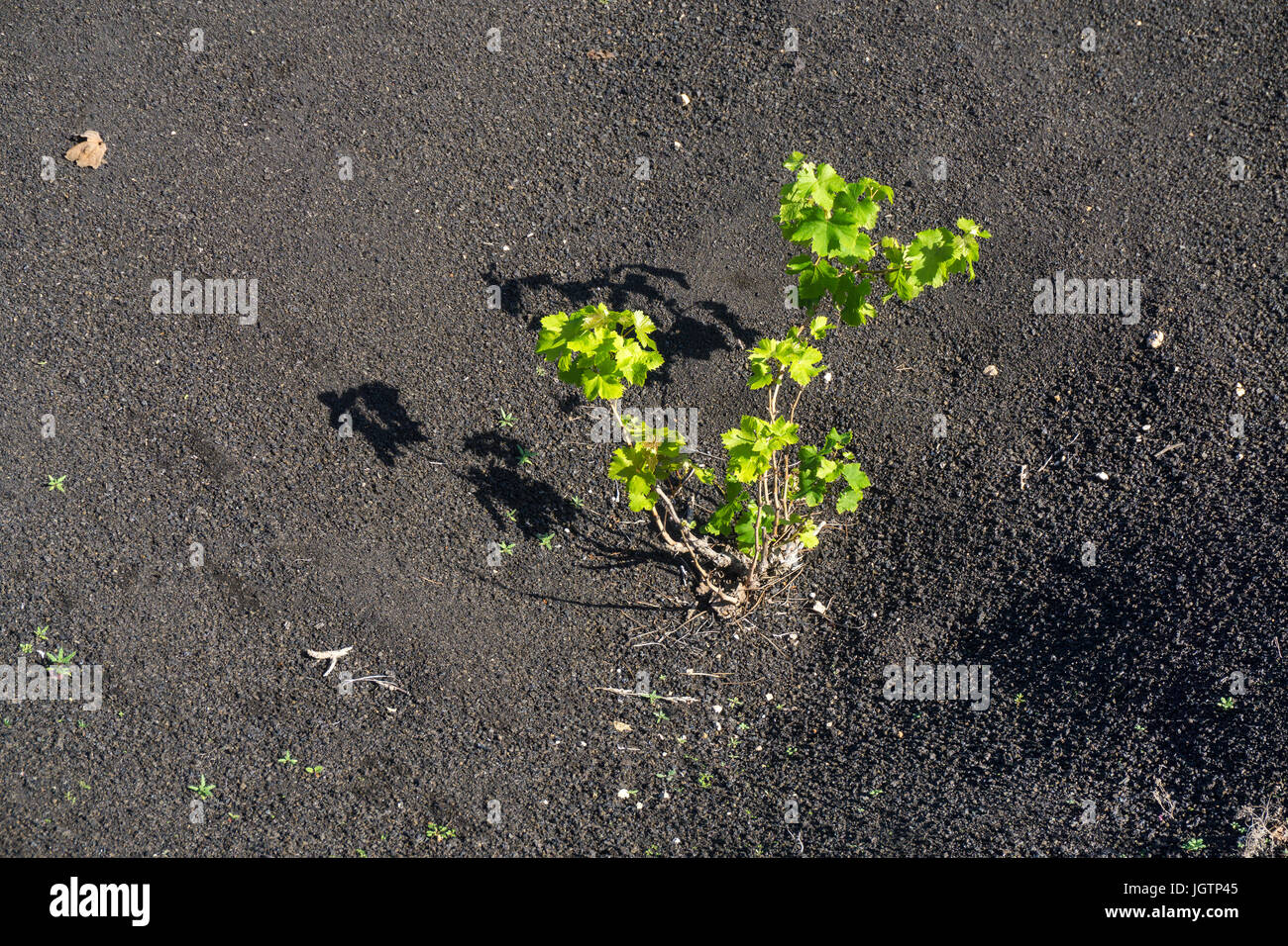 Vulkanische Weinbau, Lavastein, Wandmalereien und Mulden Schutz der Reben, Weingut in La Geria, Lanzarote, Kanarische Inseln, Spanien, Europa Stockfoto