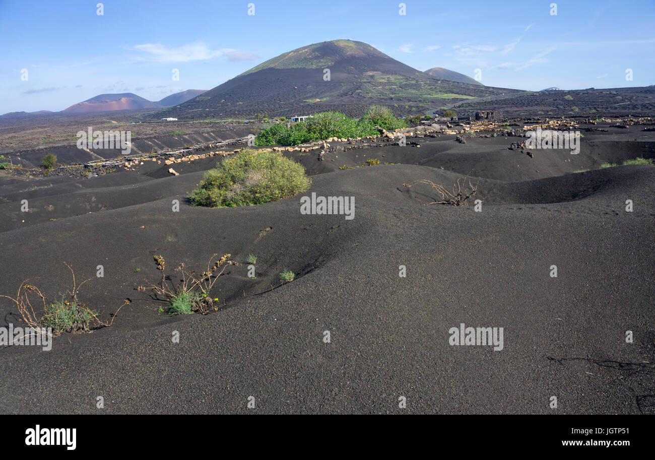 Vulkanische Weinbau, Lavastein, Wandmalereien und Mulden Schutz der Reben, Weingut in La Geria, Lanzarote, Kanarische Inseln, Spanien, Europa Stockfoto