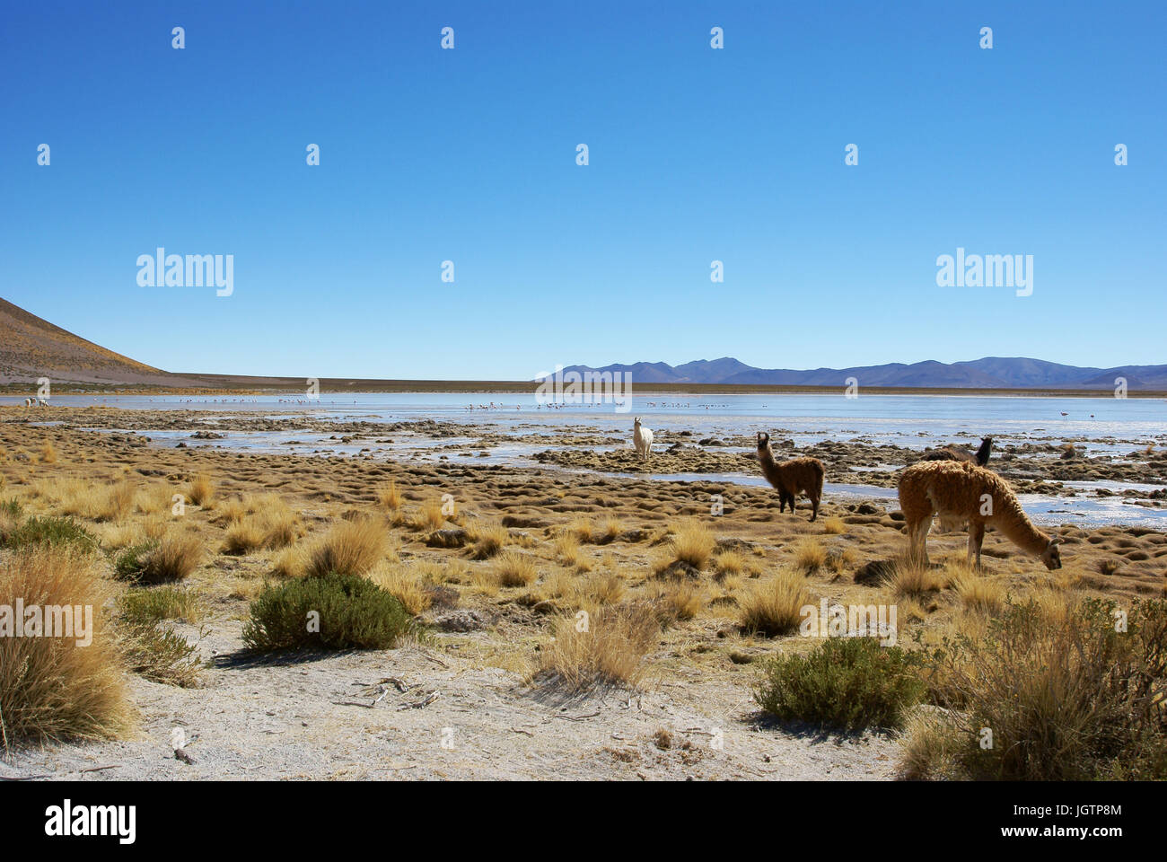 Wüste Lipez, Abteilung von Potosi, Sud Lipez Provinz, La Paz, Bolivien Stockfoto