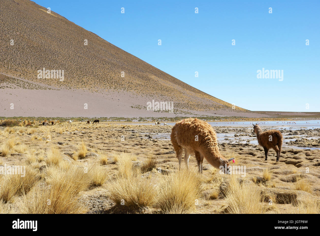 Wüste Lipez, Abteilung von Potosi, Sud Lipez Provinz, La Paz, Bolivien Stockfoto