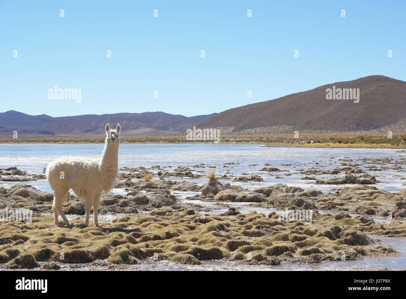 Wüste Lipez, Abteilung von Potosi, Sud Lipez Provinz, La Paz, Bolivien Stockfoto