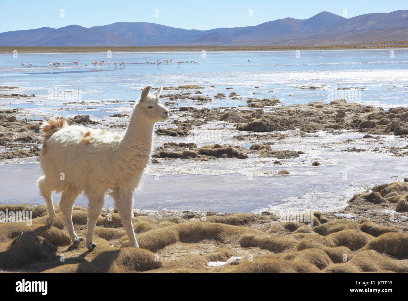 Wüste Lipez, Abteilung von Potosi, Sud Lipez Provinz, La Paz, Bolivien Stockfoto