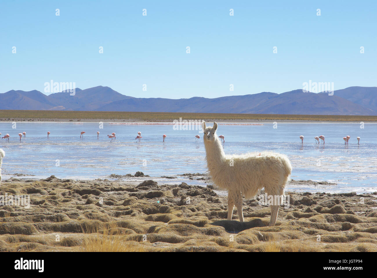 Wüste Lipez, Abteilung von Potosi, Sud Lipez Provinz, La Paz, Bolivien Stockfoto