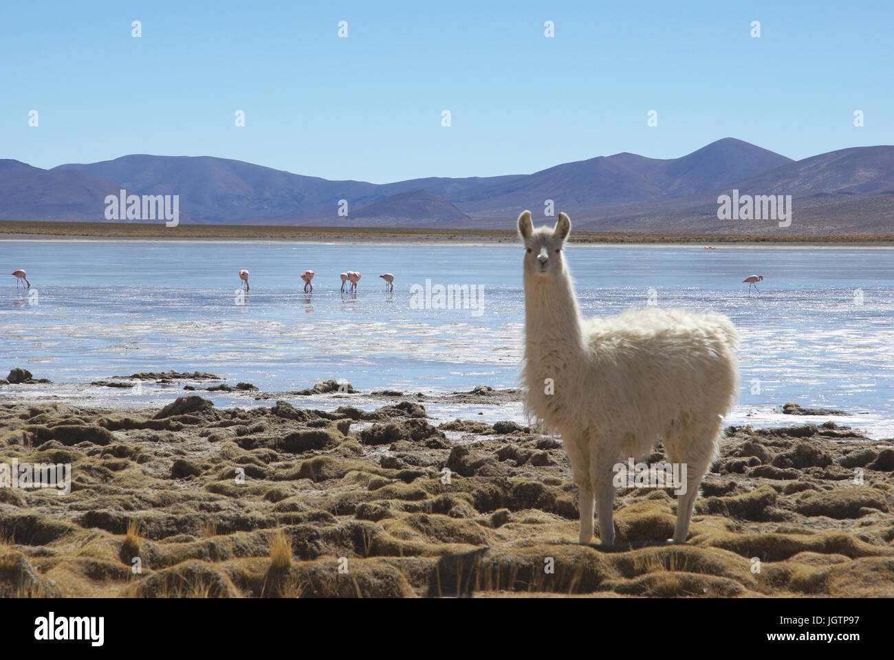 Wüste Lipez, Abteilung von Potosi, Sud Lipez Provinz, La Paz, Bolivien Stockfoto
