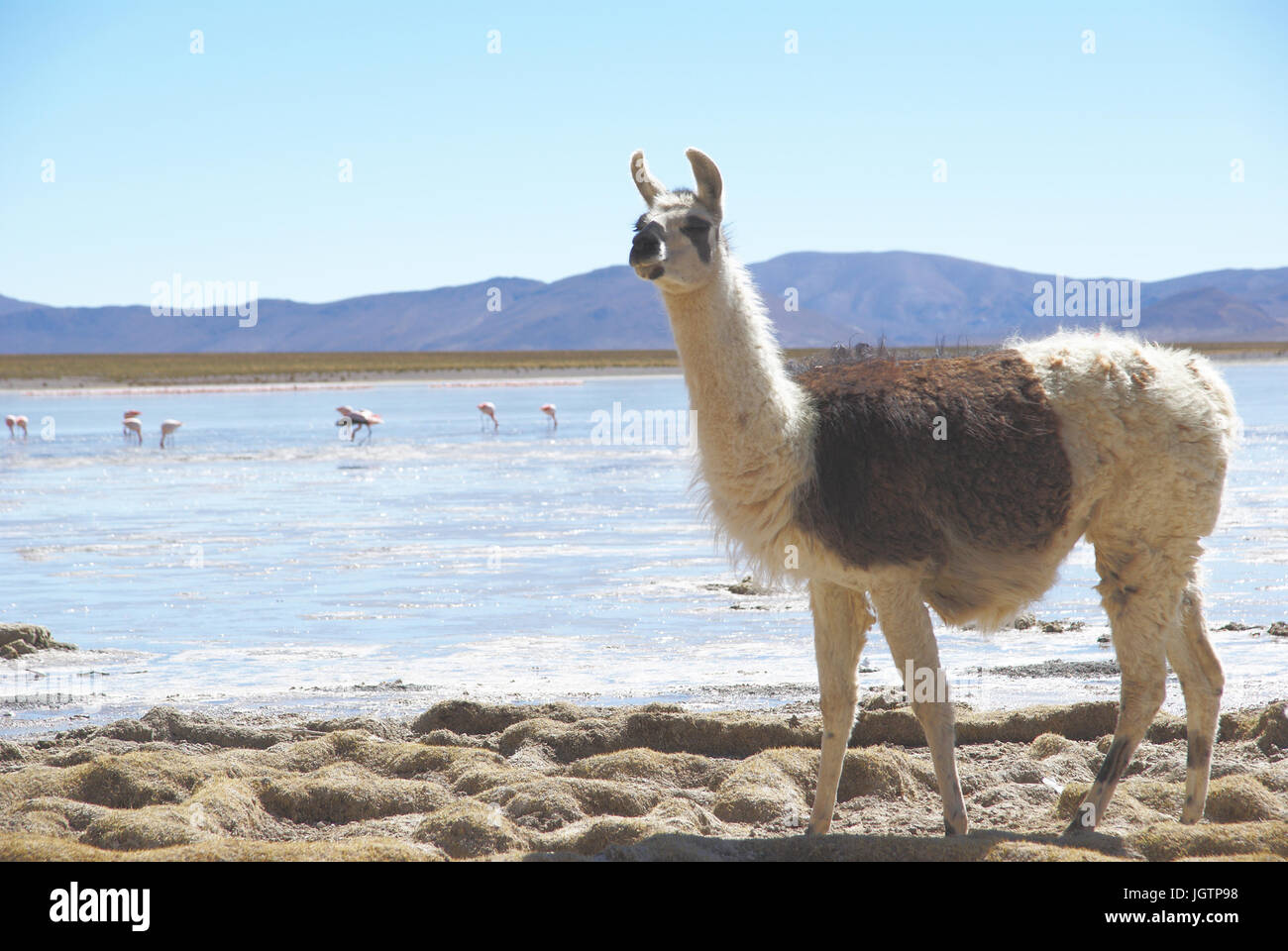 Wüste Lipez, Abteilung von Potosi, Sud Lipez Provinz, La Paz, Bolivien Stockfoto