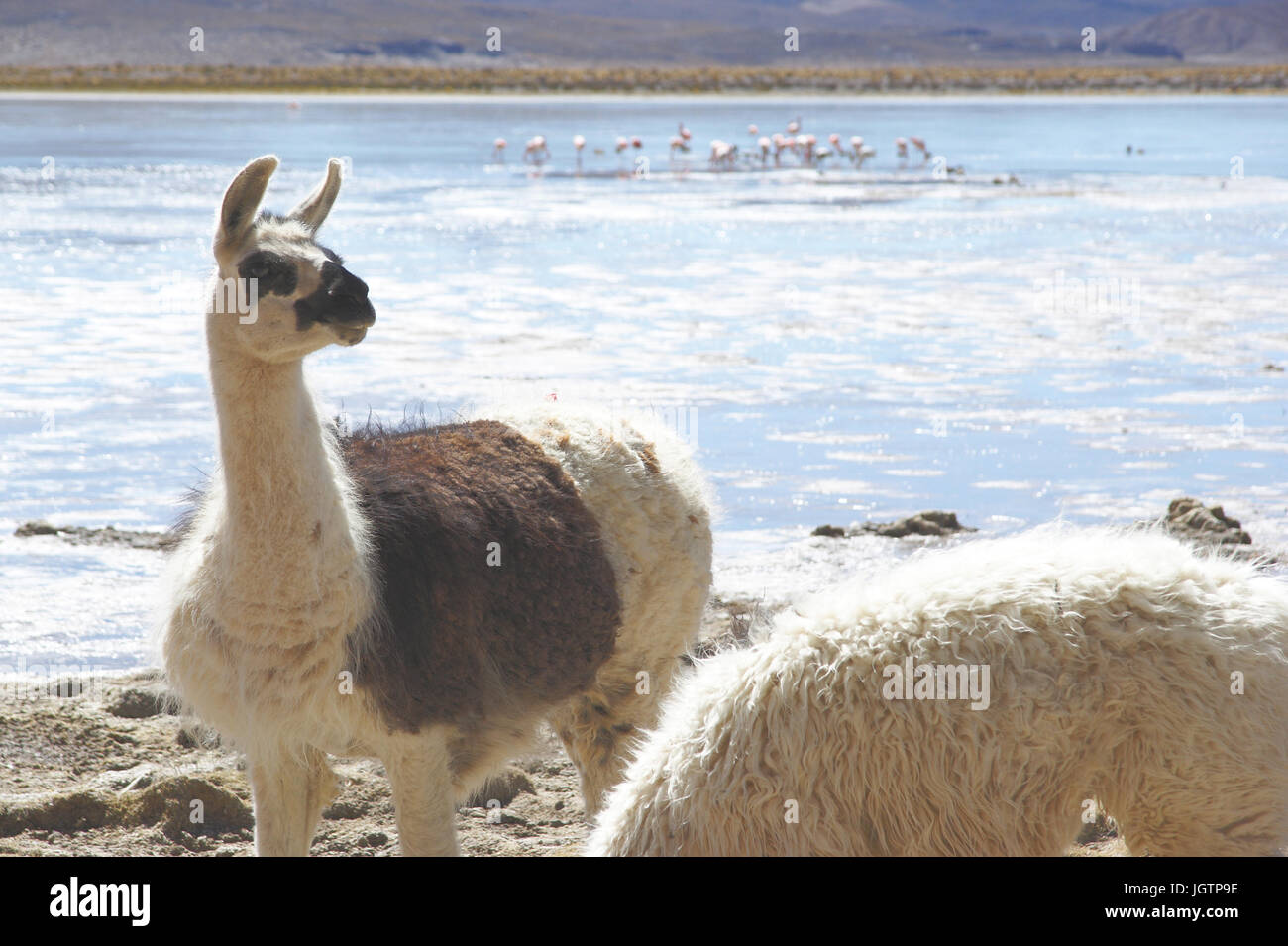 Wüste Lipez, Abteilung von Potosi, Sud Lipez Provinz, La Paz, Bolivien Stockfoto