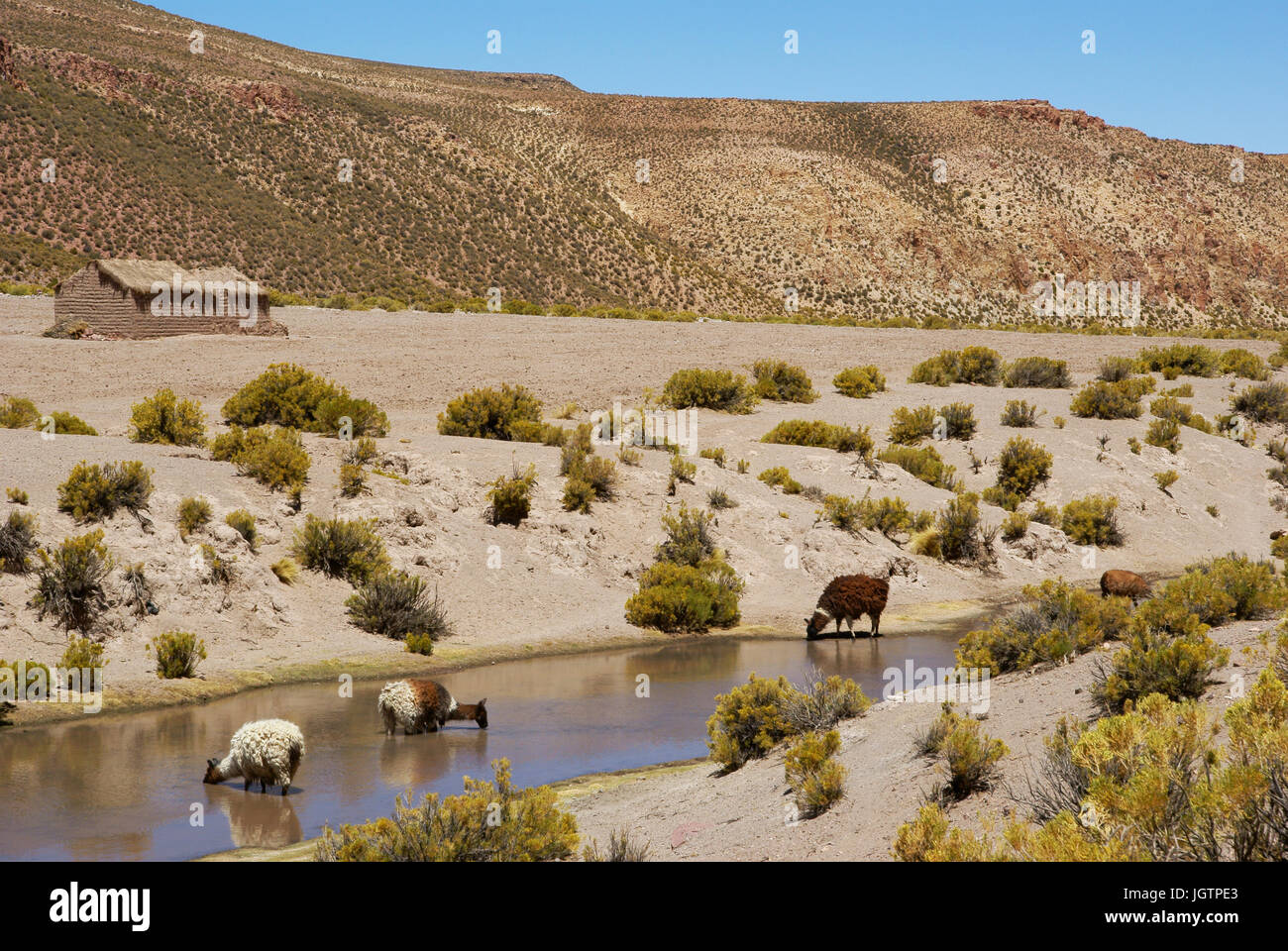 Wüste Lipez, Abteilung von Potosi, Sud Lipez Provinz, La Paz, Bolivien Stockfoto