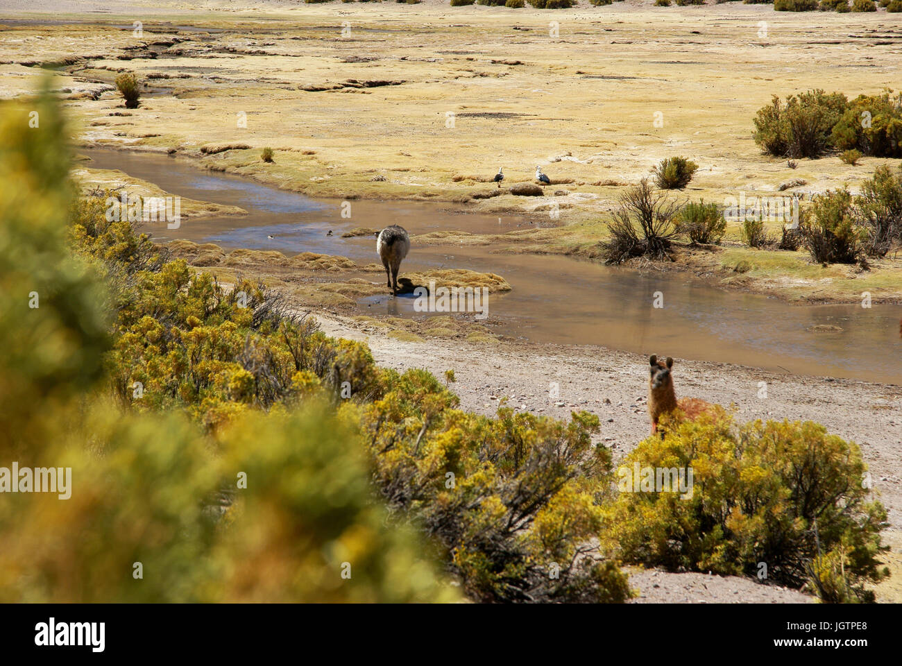 Wüste Lipez, Abteilung von Potosi, Sud Lipez Provinz, La Paz, Bolivien Stockfoto