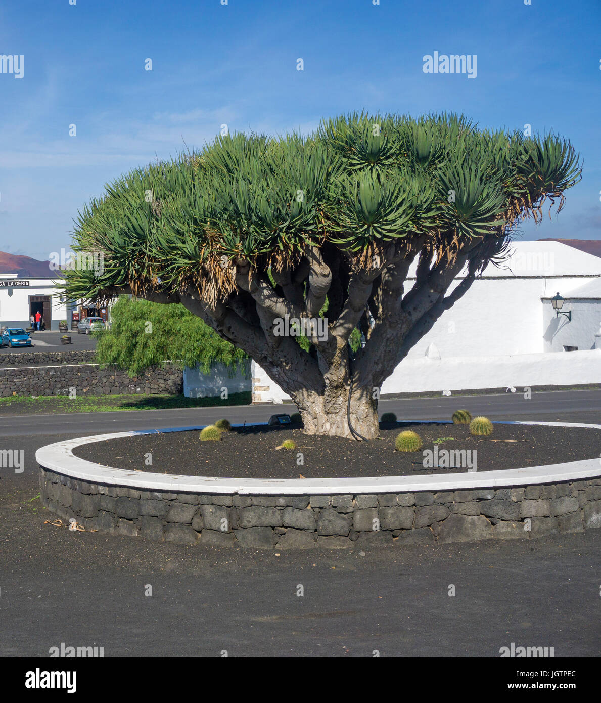 Der Kanarische Drachenbaum (Dracaena Draco) Bodega Rubicon, Weingut in La Geria, Lanzarote, Kanarische Inseln, Spanien, Europa Stockfoto