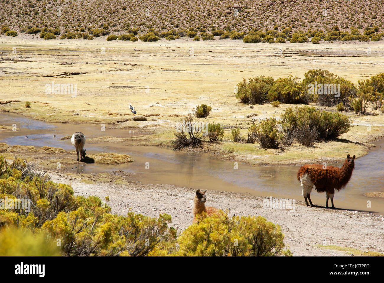 Wüste Lipez, Abteilung von Potosi, Sud Lipez Provinz, La Paz, Bolivien Stockfoto