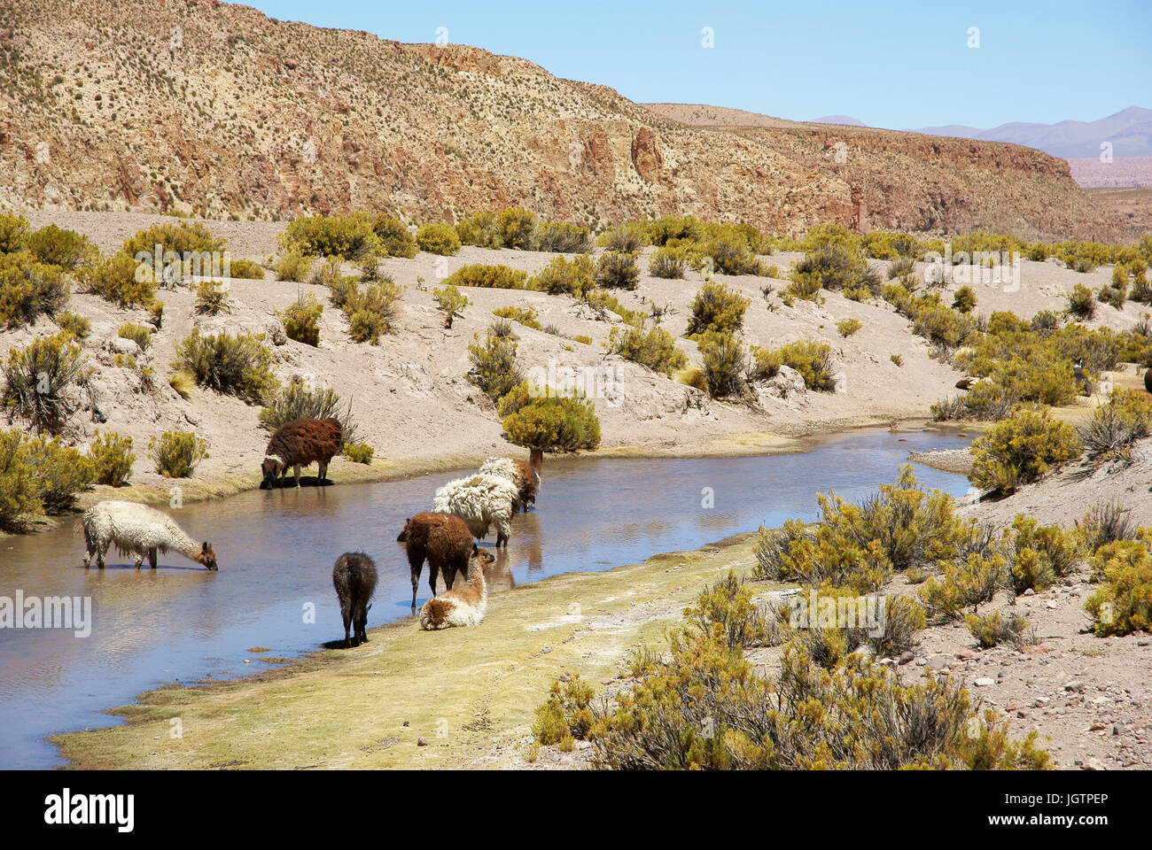 Wüste Lipez, Abteilung von Potosi, Sud Lipez Provinz, La Paz, Bolivien Stockfoto