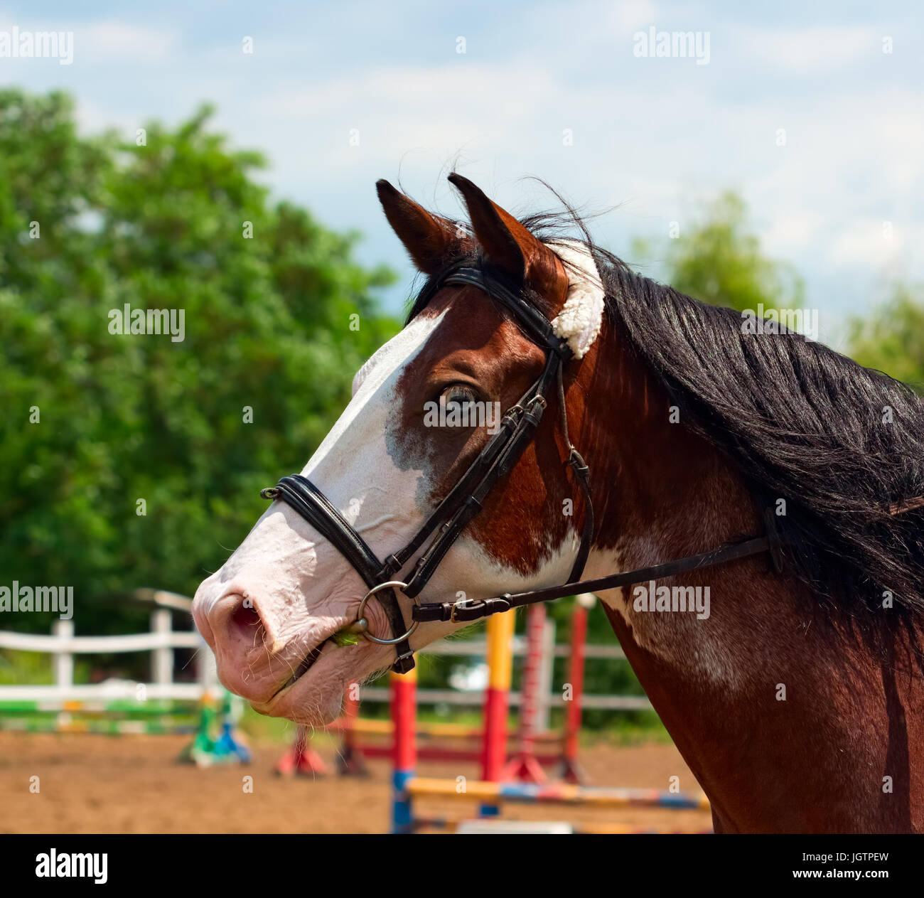 Pinto Horse mit blauen Augen und schwarzen Mähne Stockfoto