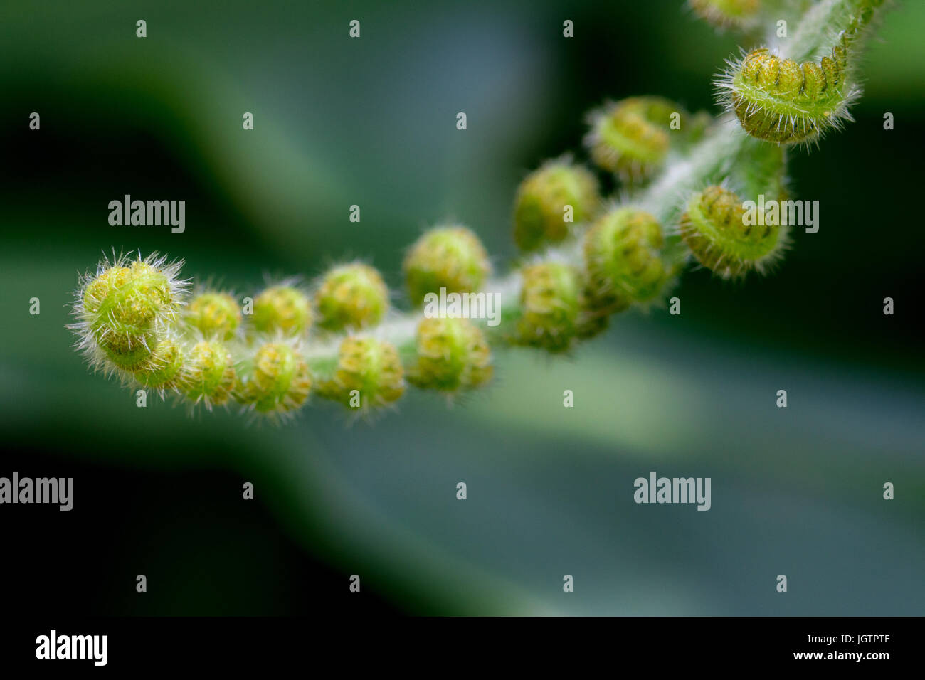 Gewelltes Blatt Stockfoto