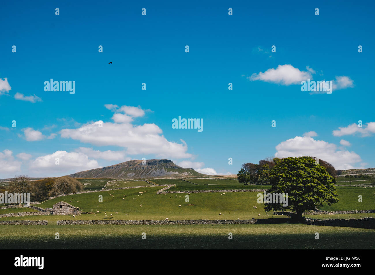 Sommer in Pen-y-Gent Stockfoto