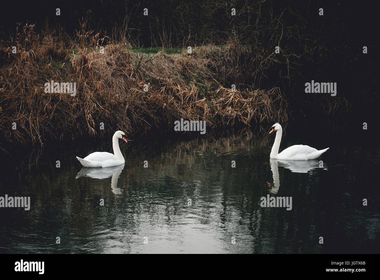 Schwäne schwimmen am See Stockfoto