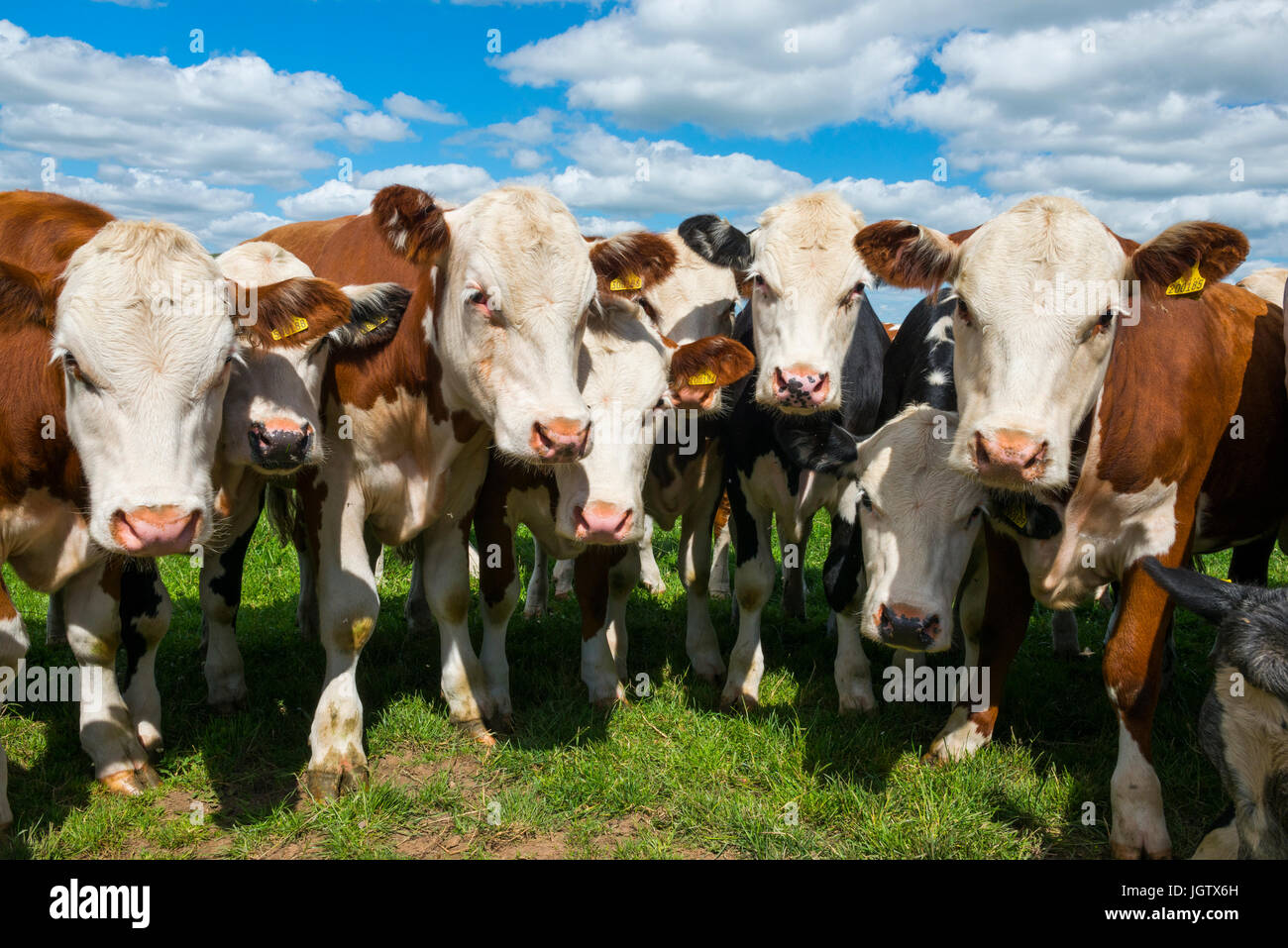 Neugierige Kühe in einem Feld unterhalb Ragleth, Shropshire. Stockfoto