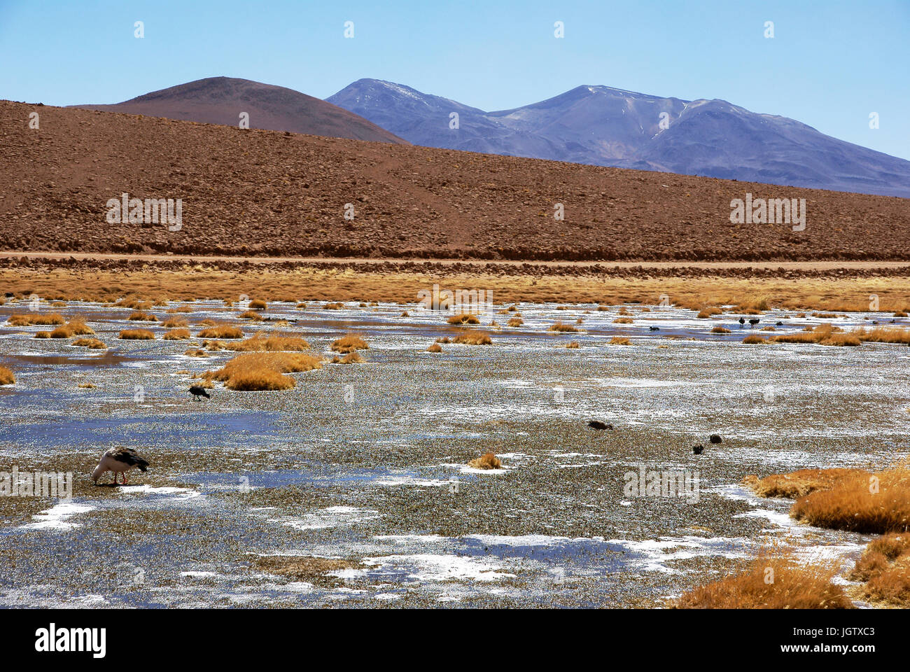 Atacama-Wüste, Region Antofagasta, Santiago, Chile Stockfoto