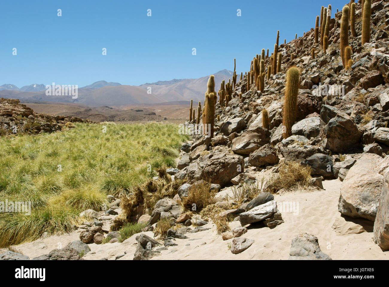 Im Wert von Los Cáctus, Atacama-Wüste Region Antofagasta, Santiago, Chile Stockfoto